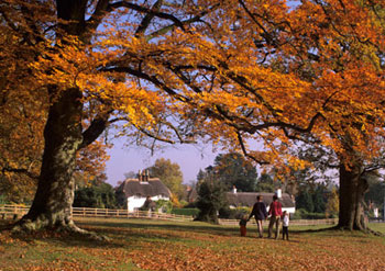 Autumn Walk