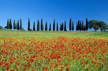 Poppy Field