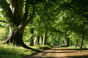 A Sunny Bower